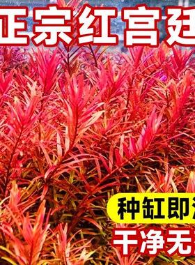 速发丹麦血物宫廷绿宫廷水草植地自养淡水下叶鱼缸后景趴红草缸造