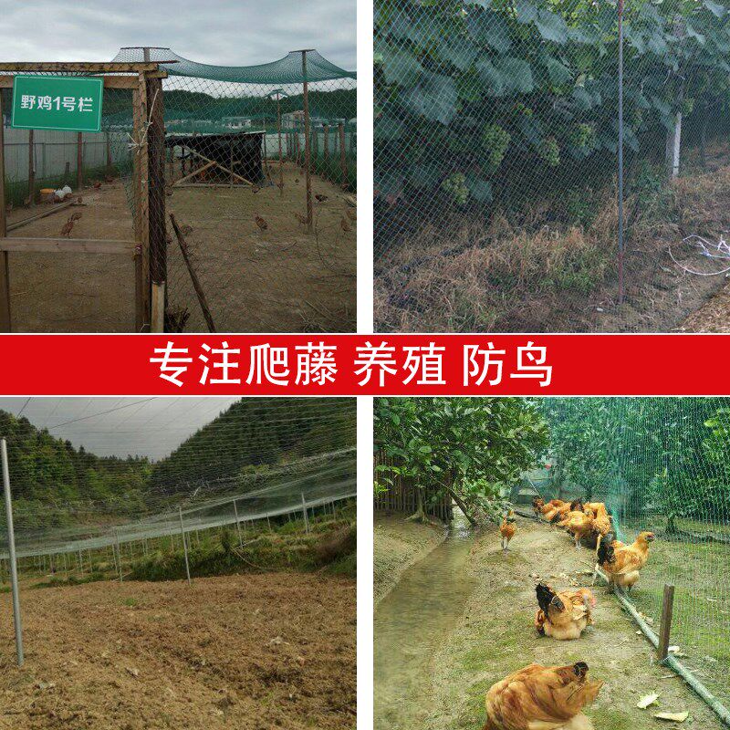 热销家禽养殖网山鸡网o养鸡网尼龙网拦鸡围网防鸟网护栏网菜园网