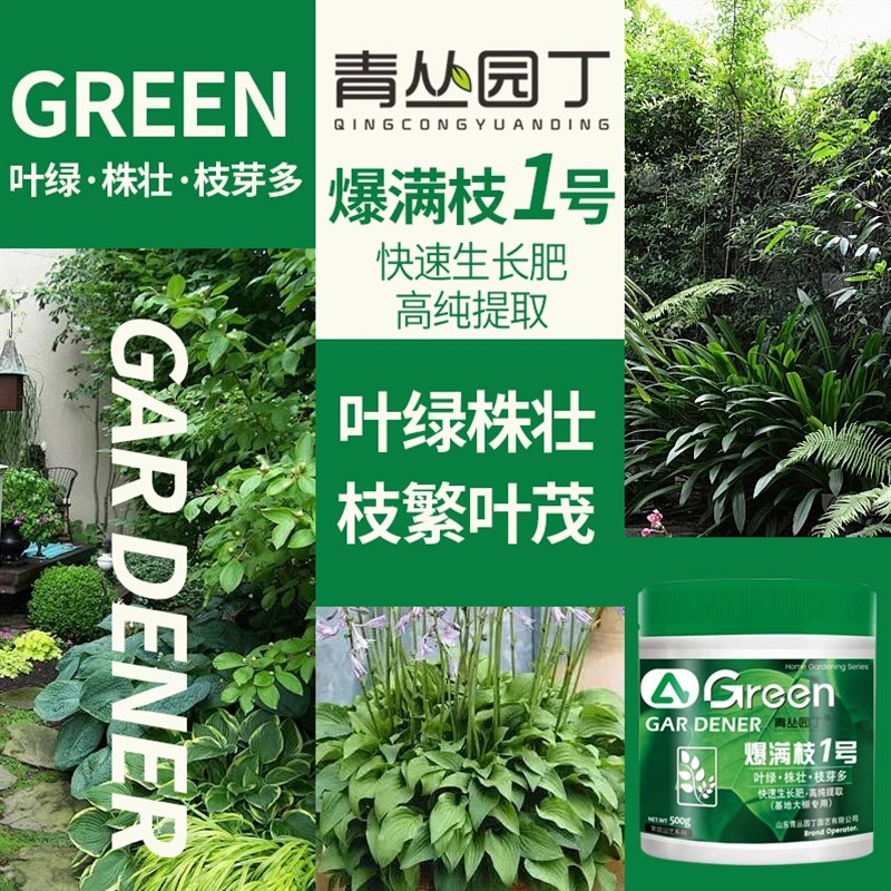 速发青丛园丁爆满枝1号花卉绿植绿叶株壮分枝多弱苗变壮枝繁叶茂