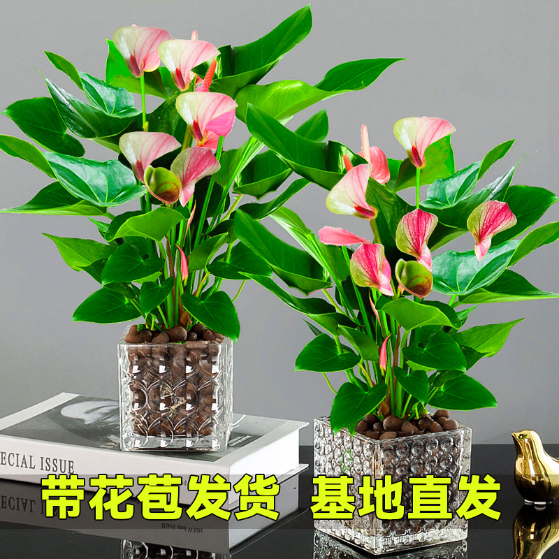 极速梦幻彩掌水培火鹤花白掌盆栽一帆风J顺花卉植物室内好养绿植
