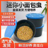 新品 开口虫0.5厘米1厘米黄粉虫面包虫小虫子活体U守宫蝎子鸟宠物