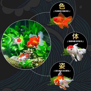 极速金鱼冷水观赏红锦鲤鱼缸w小型宠物鱼苗好养耐活体淡水黑龙睛