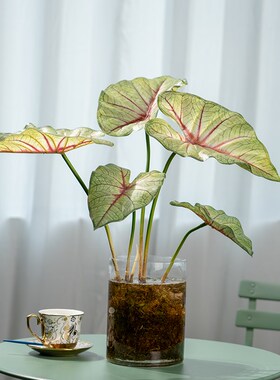 新品仿真植物绿色树叶假蕨类绿z萝龟背大叶子室内绿植背景墙造景
