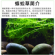 新品 饰植物生态淡水造氧活体阴性 净水植物蜈蚣l草新手鱼缸造景装