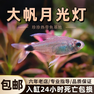 新品大帆月光f灯观赏鱼灯科小型活体鱼淡水高端南美热带群游草缸