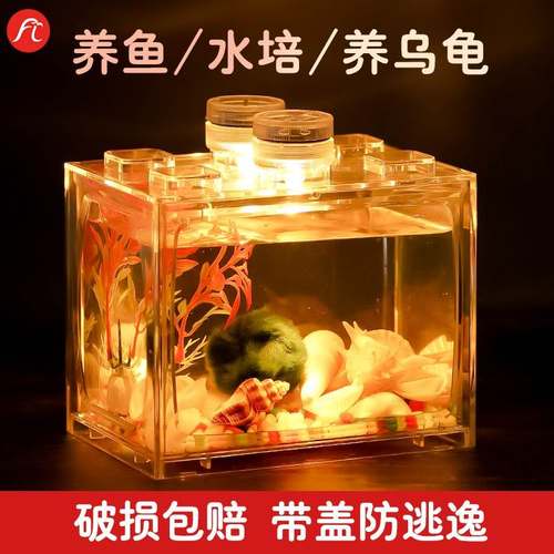 极速寄居蟹螃蟹活物桌面宠物螃蟹鱼缸观赏小辣椒蟹W迷你豆豆螃蟹