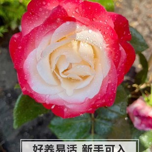 极速乡愁月季花苗阳台庭院切花精F品月季老根扦插大花灌木四季