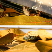 新品 免煮乌龟龙眼叶腐皮养龟用品水族鱼缸榄仁Q叶懒人调节水草造