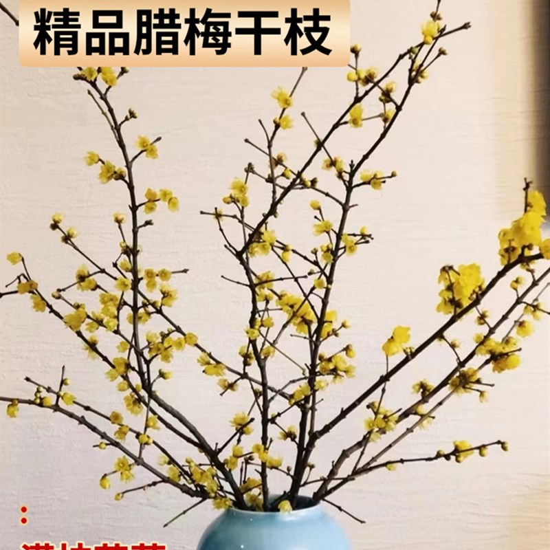 速发水鲜干枝腊梅鲜切花澳洲蜡梅花红梅培枝水养物植干花卉年宵花
