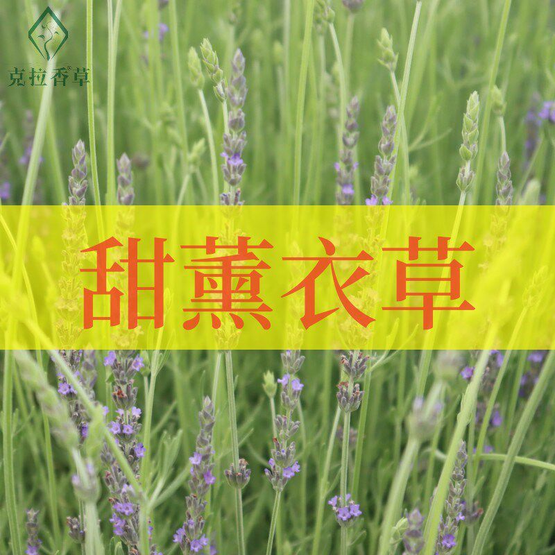 速发甜薰衣草可食用香草植物盆栽克拉切草普罗旺斯等待爱情香花芳