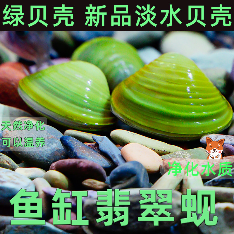 速发专吃鱼粪便水活小河蚌河蚬淡净黄观赏螺鲜金物除绿水黑壳虾小