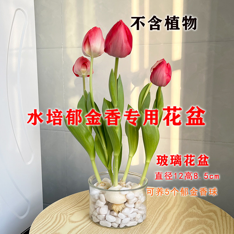 速发草培玻璃花盆水养透厚器皿矮形缸加明郁金香铜钱水水仙植物小