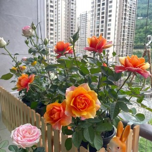 速发永远的季帕木月季灌索台大花月艾花苗四季浓香玫瑰花