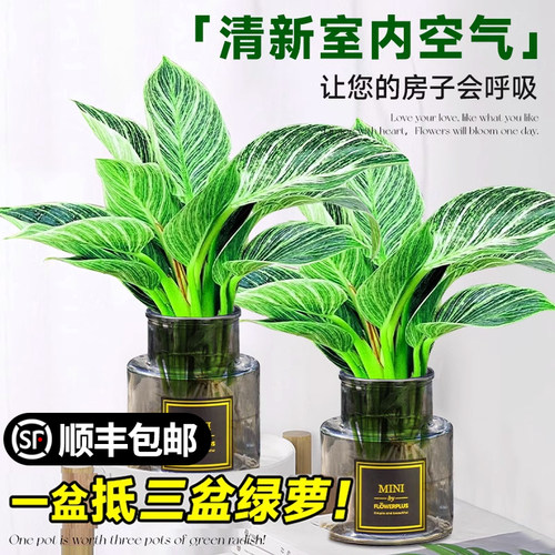 速发水培绿金钻水培室内植物好吸四季蔓绿绒铂公主盆栽养甲醛绿植