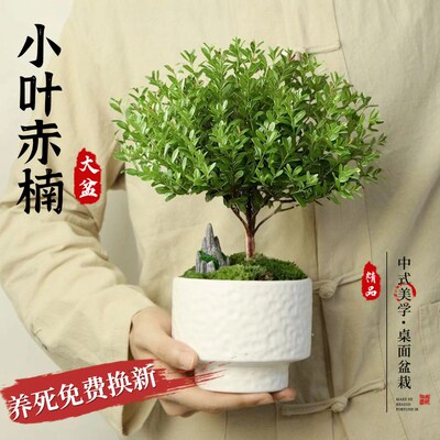 速发大盆小叶公赤盆栽金丝楠木老桩办楠室内盆景绿植物桌面情绪花