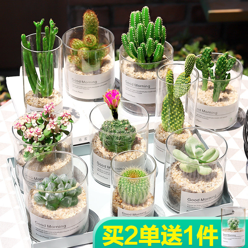 速发多肉植物仙人掌仙人球绿肉组合盆栽办公室内花桌卉面小肉植
