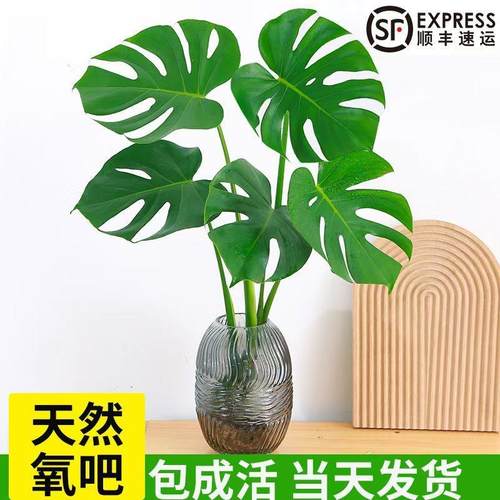 速发水培植物龟背竹老桩室内植厅盆栽净化空气观叶鸟客绿耐阴常青