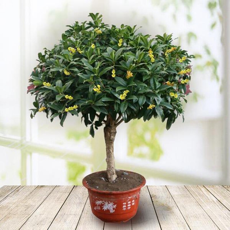 速发桂花盆栽内季桂沉月丹桂八香金桂浓香型庭院室四植物非嫁接苗