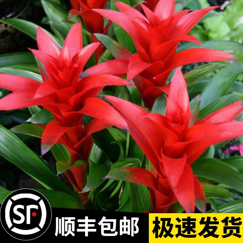 速发鸿运当头盆栽年宵物卉植物室内水季绿植花凤梨花大苗四培开花