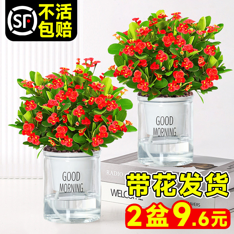 速发虎刺室盆栽大花老花带花苞台梅内外花卉植物铁海棠四季开桩绿