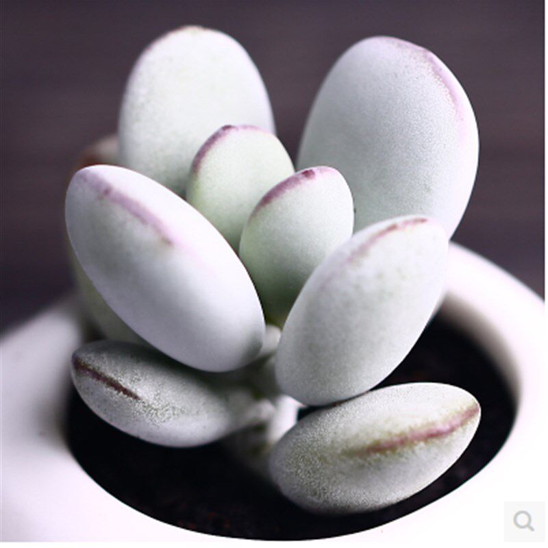 现货速发【乒乓福娘】多肉植物 好看好养  景天盆栽 多肉盆栽植物