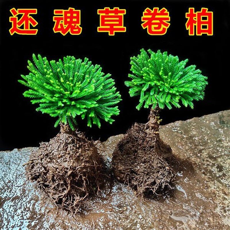 速发新鲜还水草卷柏,栽魂懒人客厅盆景盆见桌面绿色植物办公室