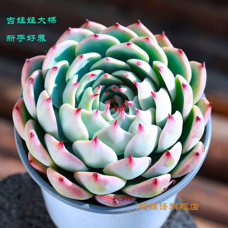 速发内室盆栽吉娃娃多肉植物大水景天科型蜜桃老桩水培群生肉肉花