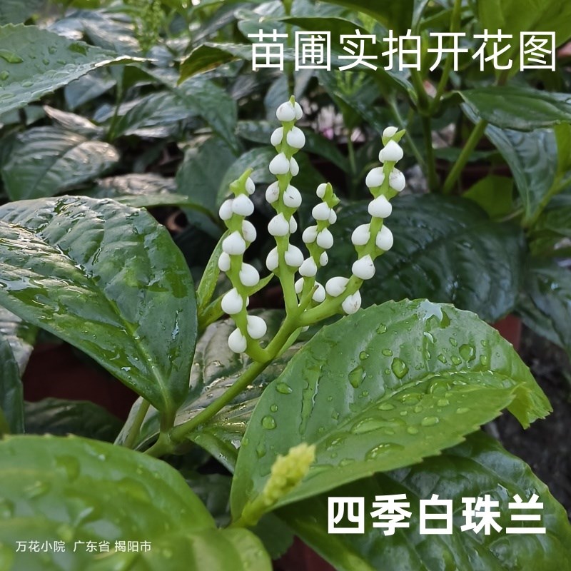 速发白珠兰花苗 珠兰四鸡 花季开花白色珠兰盆栽鱼子兰 金粟兰 苗