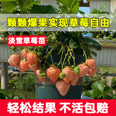 速发奶油草莓苗带土用盆淡雪四季室果盆栽台种植红颜苗秧可食原结