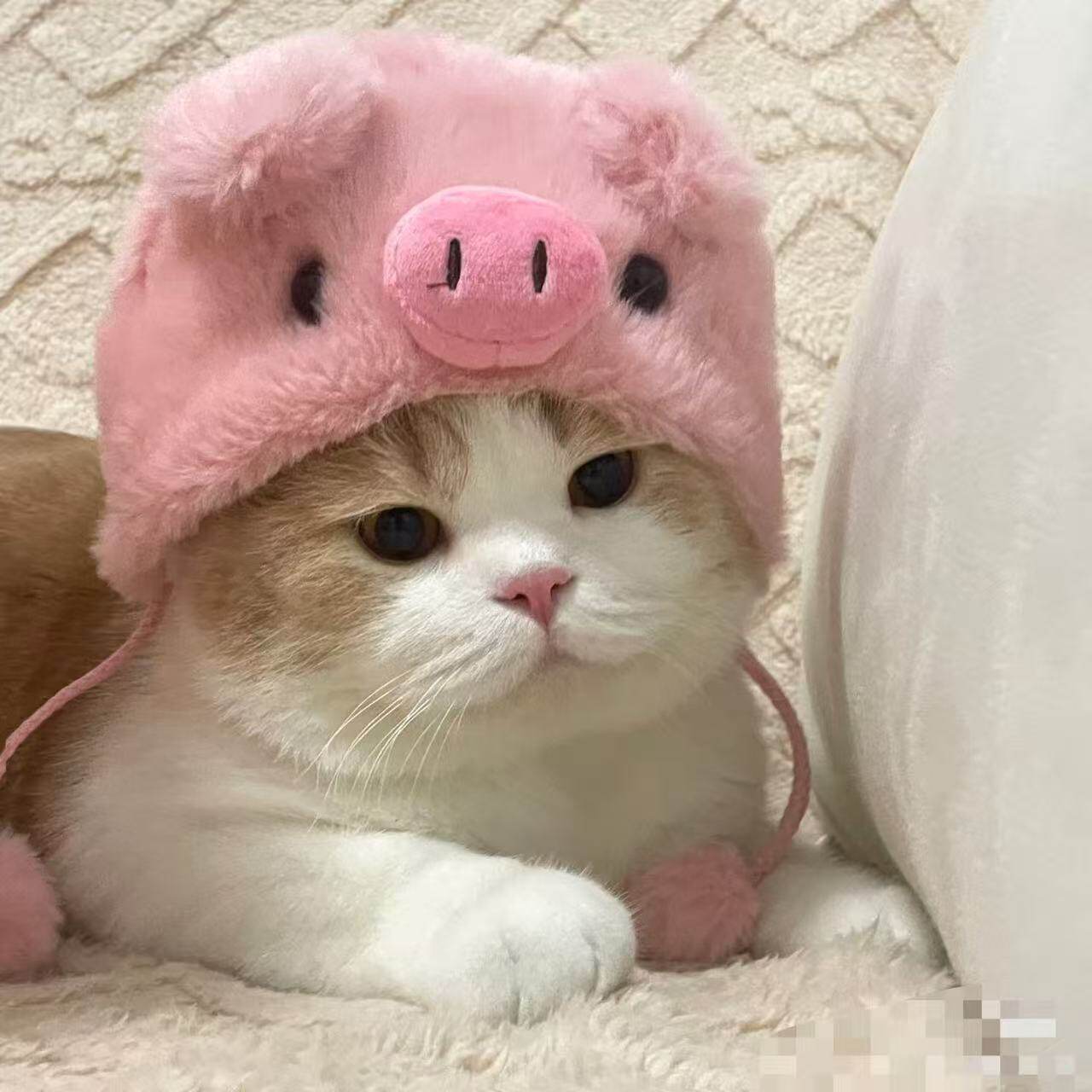 猫咪头套耳朵帽子小型宠物可爱拍照秋冬变装保暖狗狗马尔济斯头饰