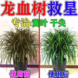 龙血树专用营养液龙血树叶粉专用肥料治黄叶复活灵大型绿植一滴绿