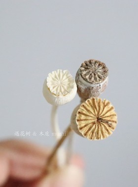 极速inas虞美人雪梨果日本进口永生花diy侘寂风家居装饰干花花瓶