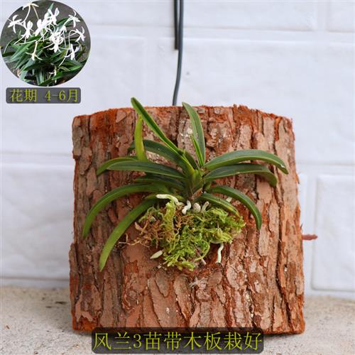 极速风兰  富贵兰短距风兰附生E兰花矮种兰花洋兰盆景雨林缸