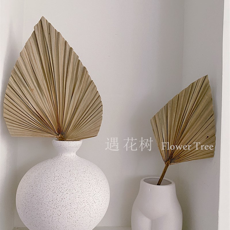 极速遇花树ins侘寂风蒲扇叶干花自然植物婚N礼布置棕榈蒲葵真花束