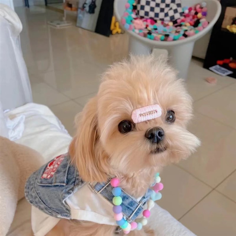 极速宠物衣服春夏新款牛仔背带裙F泰迪比熊狗狗猫咪可牵引衣服