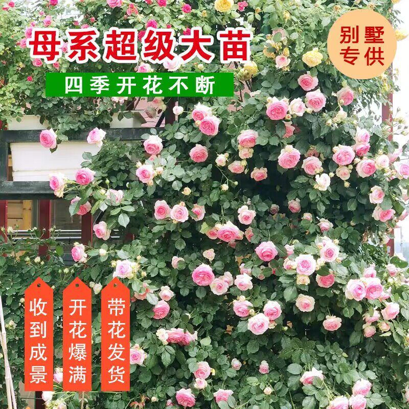 极速蔷薇花爬藤月季龙沙宝石特大花藤本玫瑰花苗浓香Y四季庭院别,鲜花速递/花卉仿真/绿植园艺,月季/蔷薇/玫瑰,淘宝优惠券,粉丝福利购,淘宝优惠卷