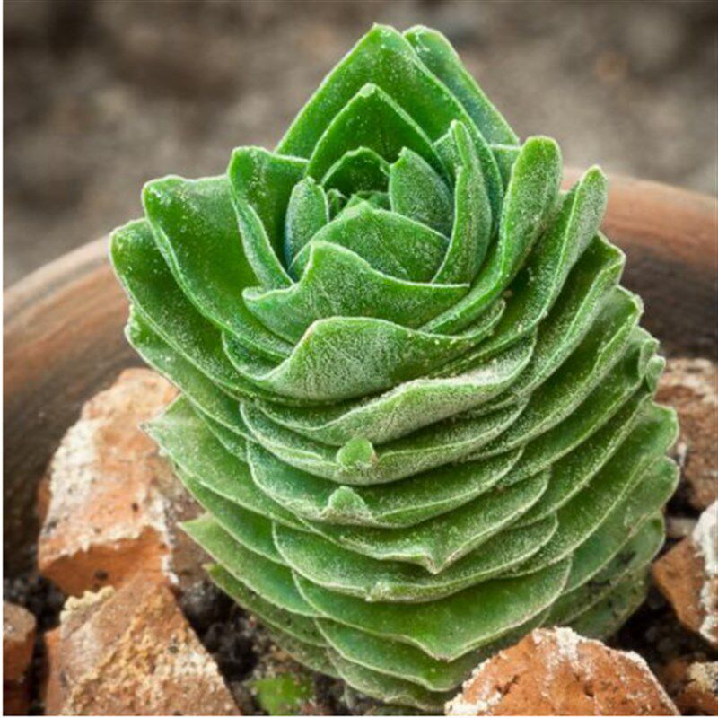 极速【方塔】景天科多肉植t物青锁龙好看奇趣绿植盆子小清新多肉
