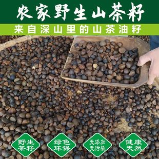 云南2025新山茶籽榨油原料油茶籽去壳茶果新上市茶籽批发