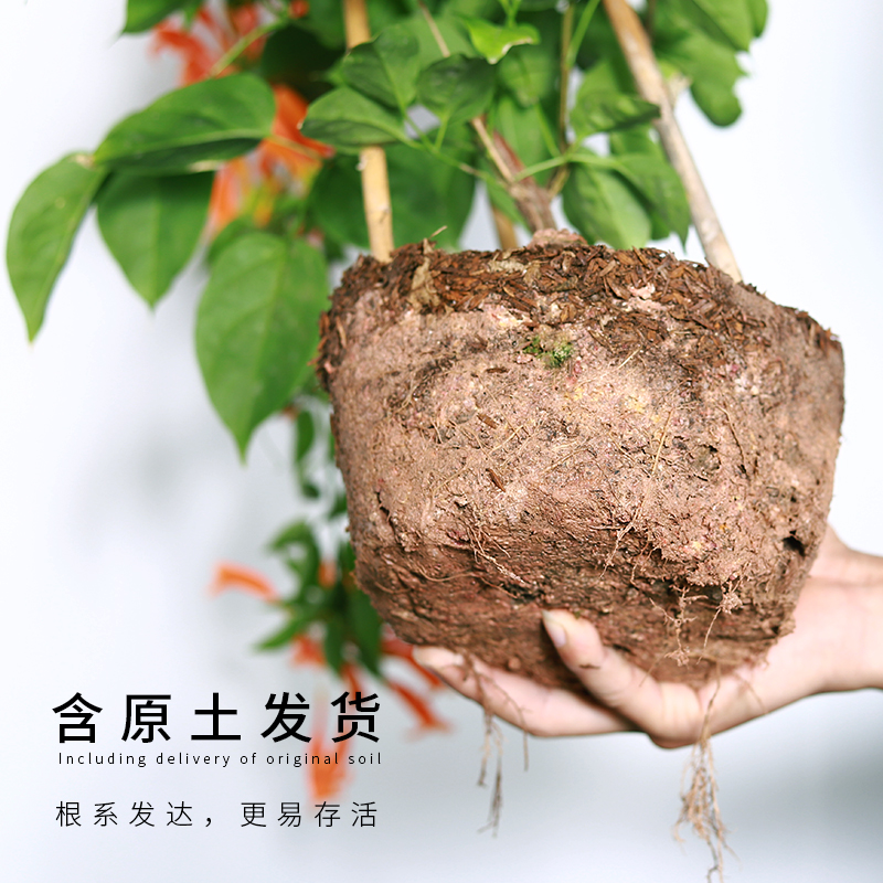 极速新爬墙花卉炮仗花苗攀爬凌霄花苗四季M爬藤植物围墙牵藤庭院