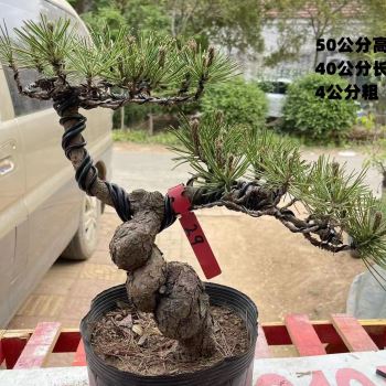 极速新五针松盆景树桩矮霸造型z黑松盆景实物 老桩短针大板松罗汉