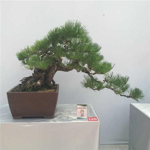 极速一物一c拍按图发货 黄杨五针松黑松盆景树桩榆树雀梅赤楠 树