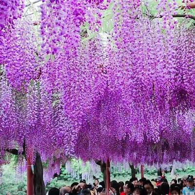 极速Package matchming version of straight hair varieties in