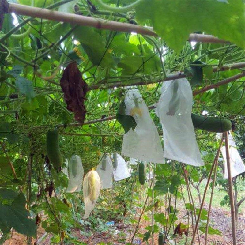 极速苦瓜丝瓜黄瓜套袋专t用袋青瓜水果瓜果套果袋透明防虫袋塑料