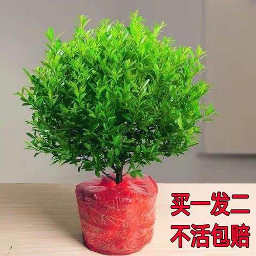 小叶赤楠老桩盆景花卉植物四季常青陶瓷盆室内好养客厅办公室造型