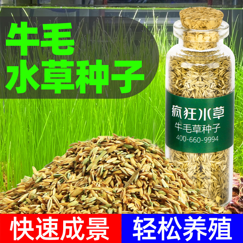 疯狂水草种子鱼缸草籽植物草缸造