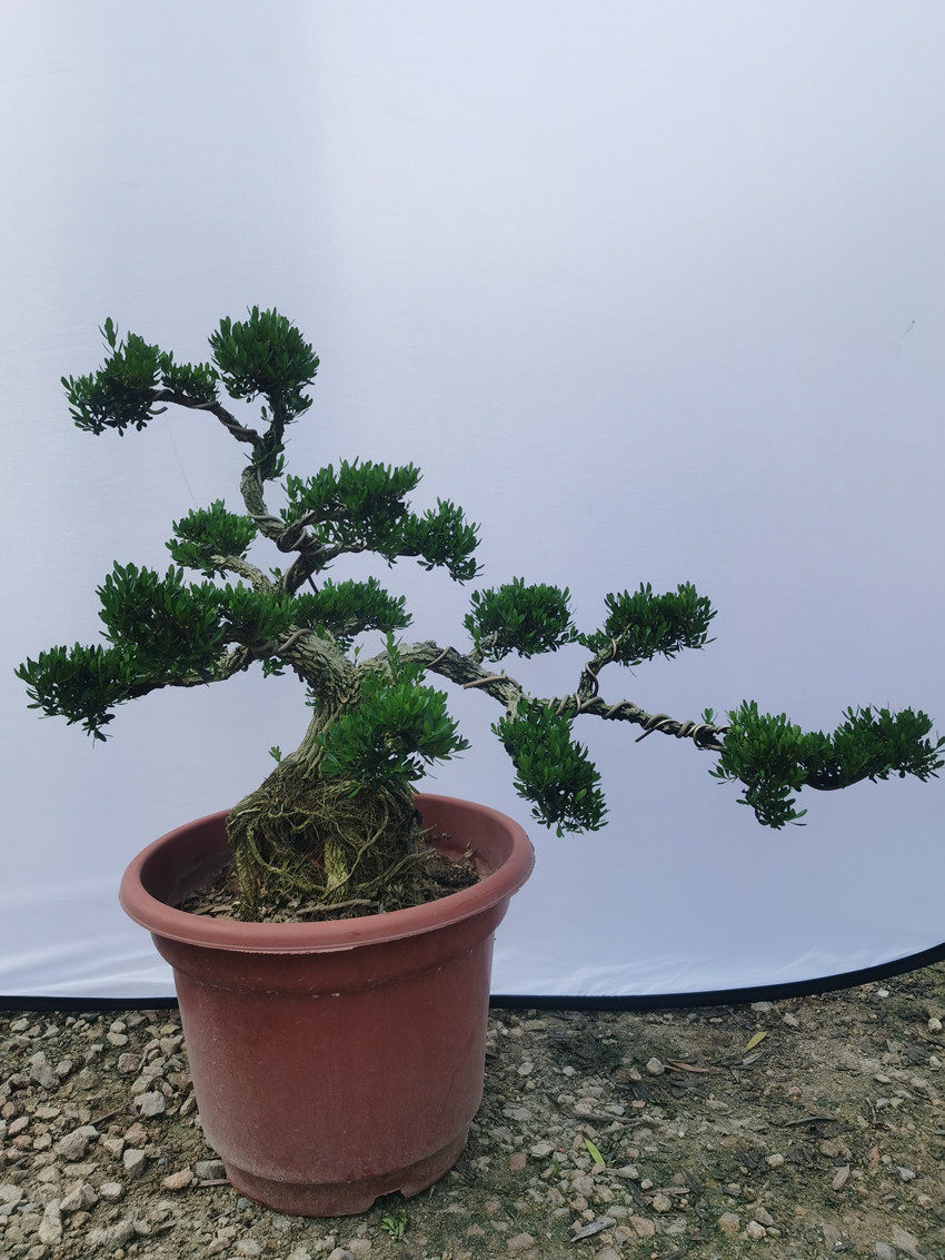 造型老盆叶景名贵黄杨树jgf盆栽阳台绿花卉小雀舌黄杨四桩季植常
