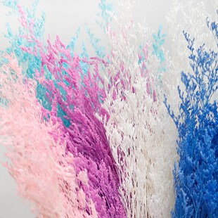 极速永生漂e色情人草干花永生花保鲜花漂白染色天然真花材料花材