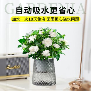 极速水培植物栀子花盆栽四季开花带花苞室内好养茉莉Y花卉九里香