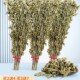 极速艾草带杆整棵干叶坐月子艾叶草泡脚洗澡家用S新鲜野生散装 驱