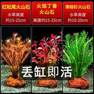 极速蜈蚣草火山石水草水榕鱼缸装饰造景观摆件躲避屋底.砂海草真